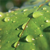 Elbows Hydroponics Systems